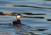 Horned Grebe